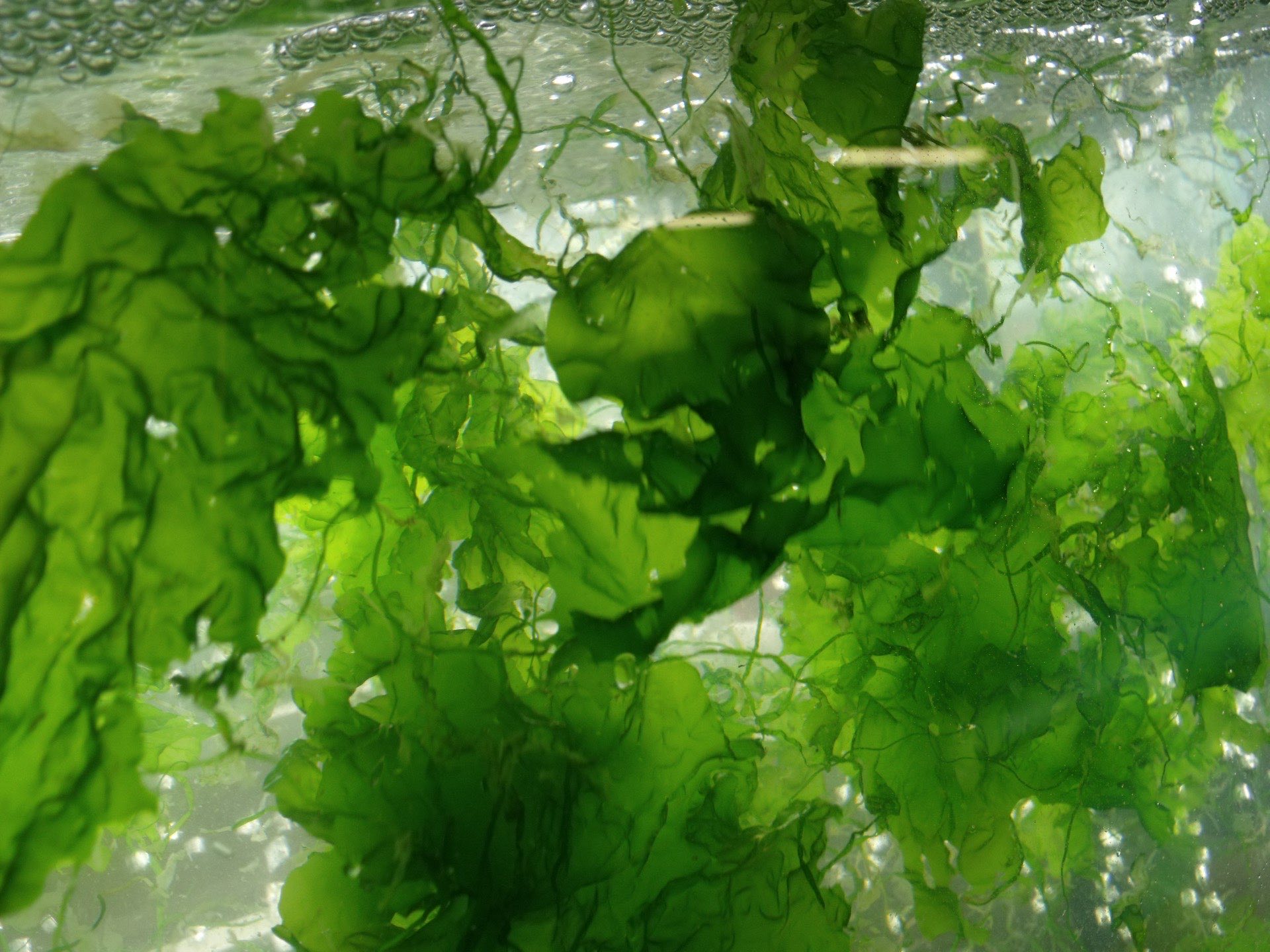 Ulva seaweed fronds in water — the foundation of PhycoHealth products